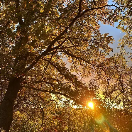 Apartment Waldgänger Hahnenklee *