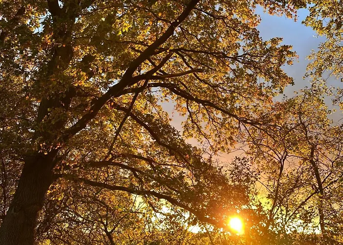 公寓 Waldgaenger Hahnenklee *